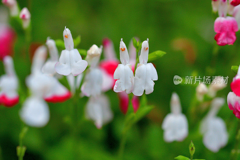 小叶鼠尾草/鼠尾草双色花，白色和红色